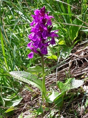 Dactylorhiza lapponica