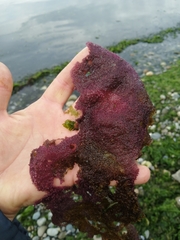 Sarcothalia crispata