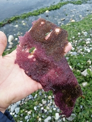 Sarcothalia crispata