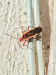 Dysdercus obscuratus