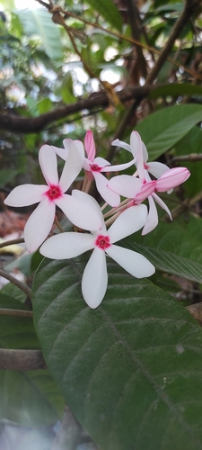 Image of Kopsia fruticosa by (c) renjus box, some rights reserved (CC BY)