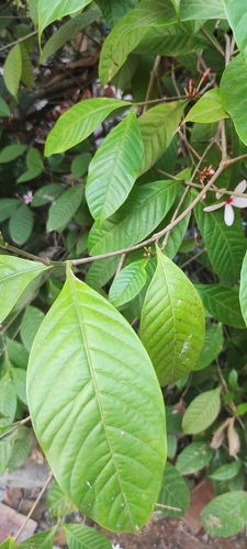 Image of Kopsia fruticosa by (c) renjus box, some rights reserved (CC BY)
