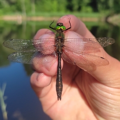 Cordulia aenea aenea