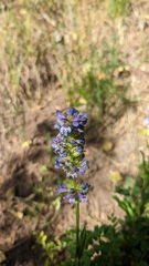 Penstemon rydbergii aggregatus