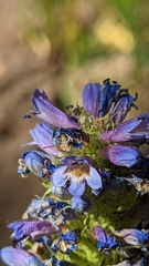 Penstemon rydbergii aggregatus