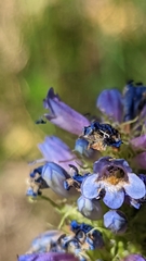 Penstemon rydbergii aggregatus