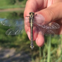 Gomphus vulgatissimus