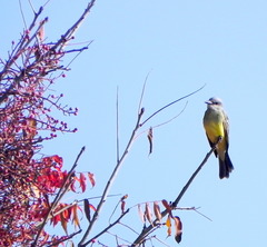 Tyrannus melancholicus