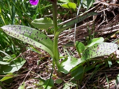 Dactylorhiza lapponica