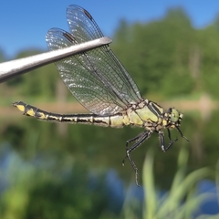 Gomphus vulgatissimus
