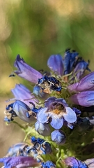 Penstemon rydbergii aggregatus