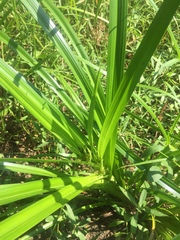 Rhynchospora corniculata
