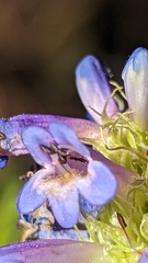 Penstemon rydbergii aggregatus