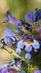 Penstemon rydbergii aggregatus