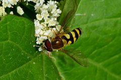 Syrphus