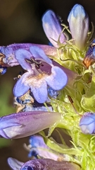 Penstemon rydbergii aggregatus