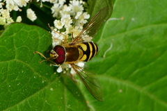 Syrphus