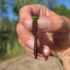 Cordulia aenea aenea
