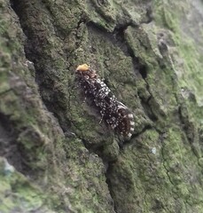 Triaxomera parasitella