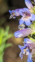 Penstemon rydbergii aggregatus