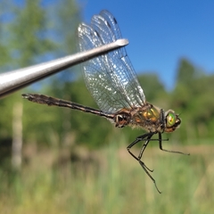 Cordulia aenea aenea