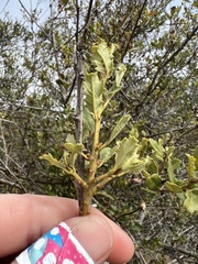 Quercus wislizeni frutescens