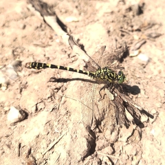 Onychogomphus forcipatus