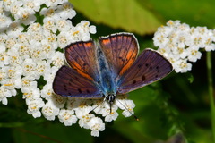 Lycaena alciphron