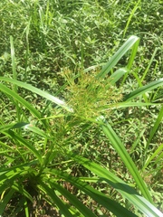 Rhynchospora corniculata