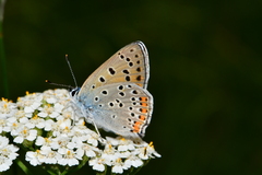 Lycaena alciphron