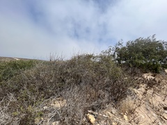 Quercus wislizeni frutescens