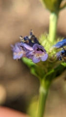 Penstemon rydbergii aggregatus