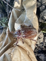 Insecta