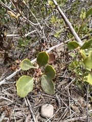 Quercus wislizeni frutescens