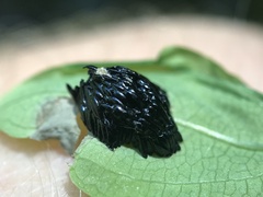 Goniops chrysocoma