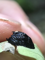 Goniops chrysocoma
