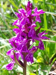 Dactylorhiza lapponica