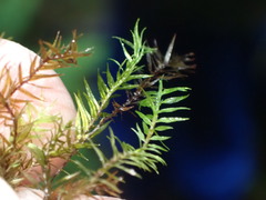 Bartramiopsis lescurii