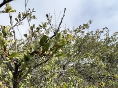 Quercus wislizeni frutescens