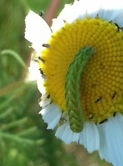 Cucullia chamomillae