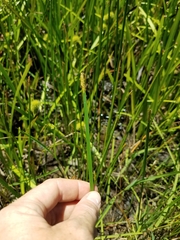 Eleocharis quadrangulata