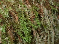 Bartramiopsis lescurii