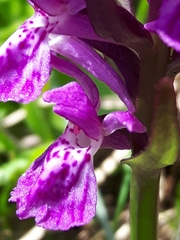 Dactylorhiza lapponica