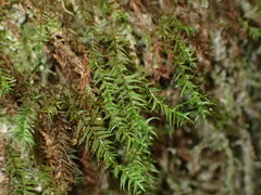 Bartramiopsis lescurii