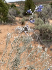 Sophora stenophylla