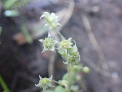 Crassula nemorosa
