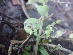 Crassula nemorosa