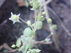 Crassula nemorosa