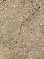 Microlophus thoracicus