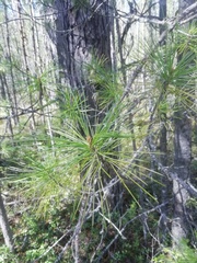 Pinus sibirica